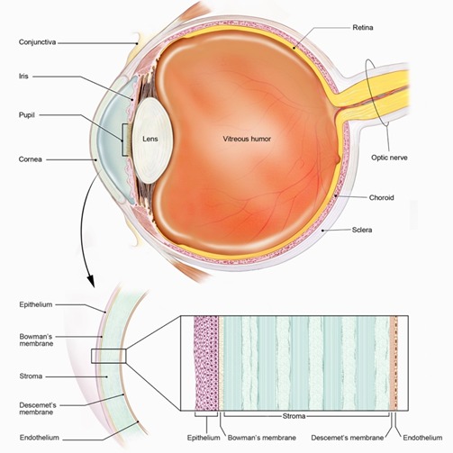 cornea-1