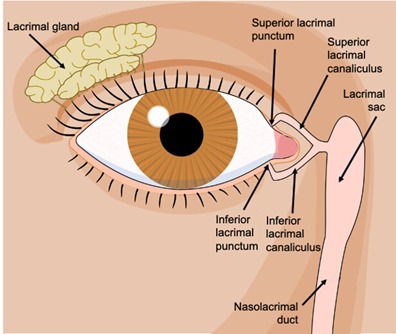 oculoplasty-1