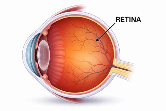 retina-1